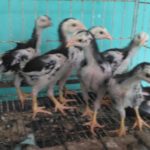 Anakan Ayam Bangkok Ori Calon Ukuran Besar
