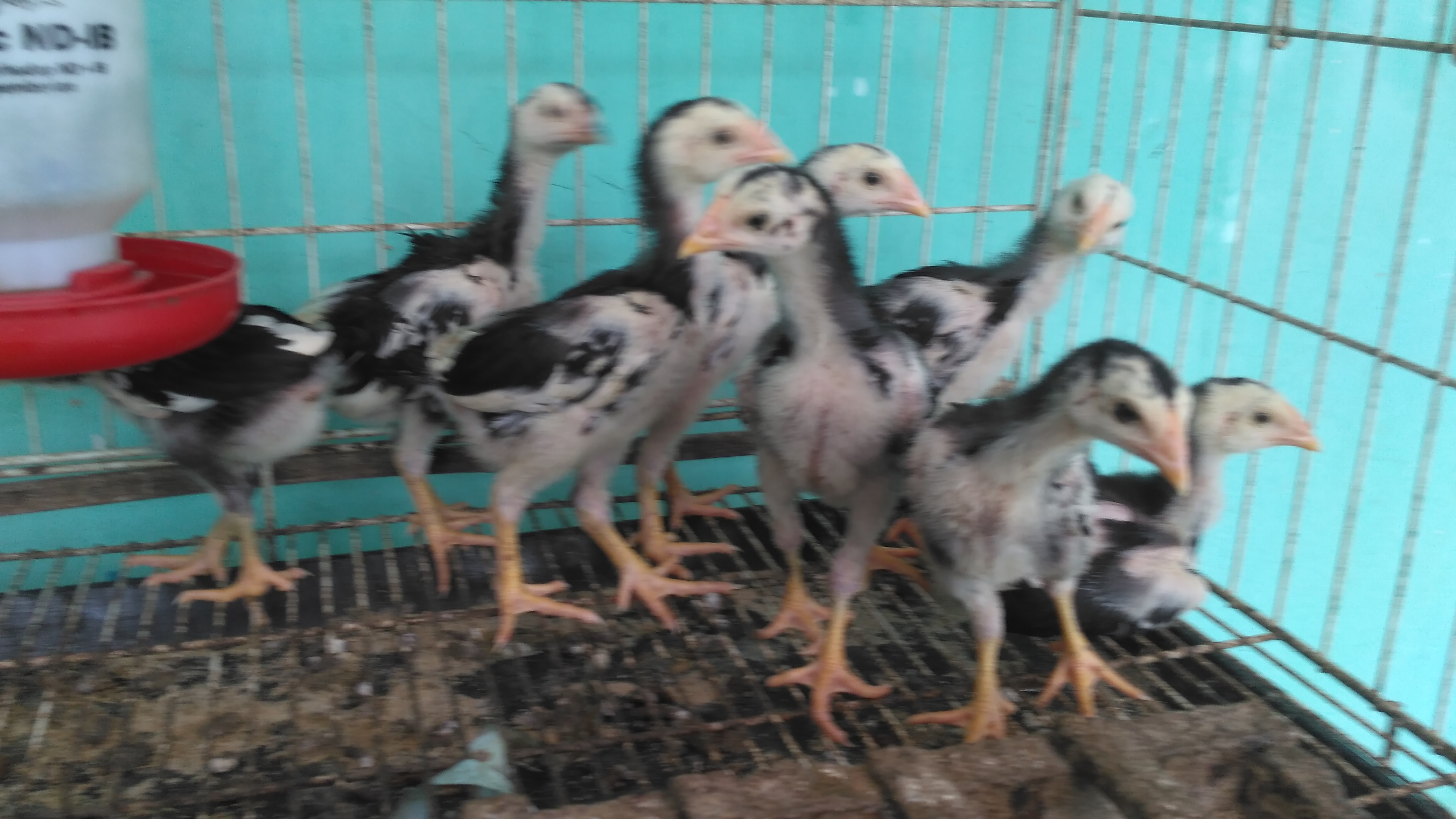 Anakan Ayam Bangkok Ori Calon Ukuran Besar