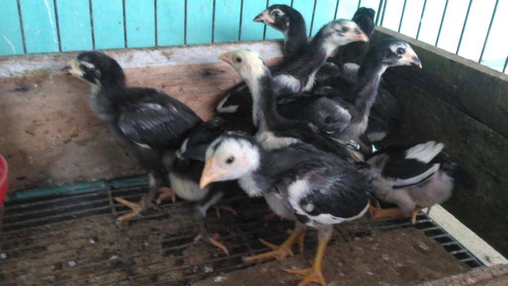 Anakan Ayam Bangkok Pakoy Ori Super Lock Brakot
