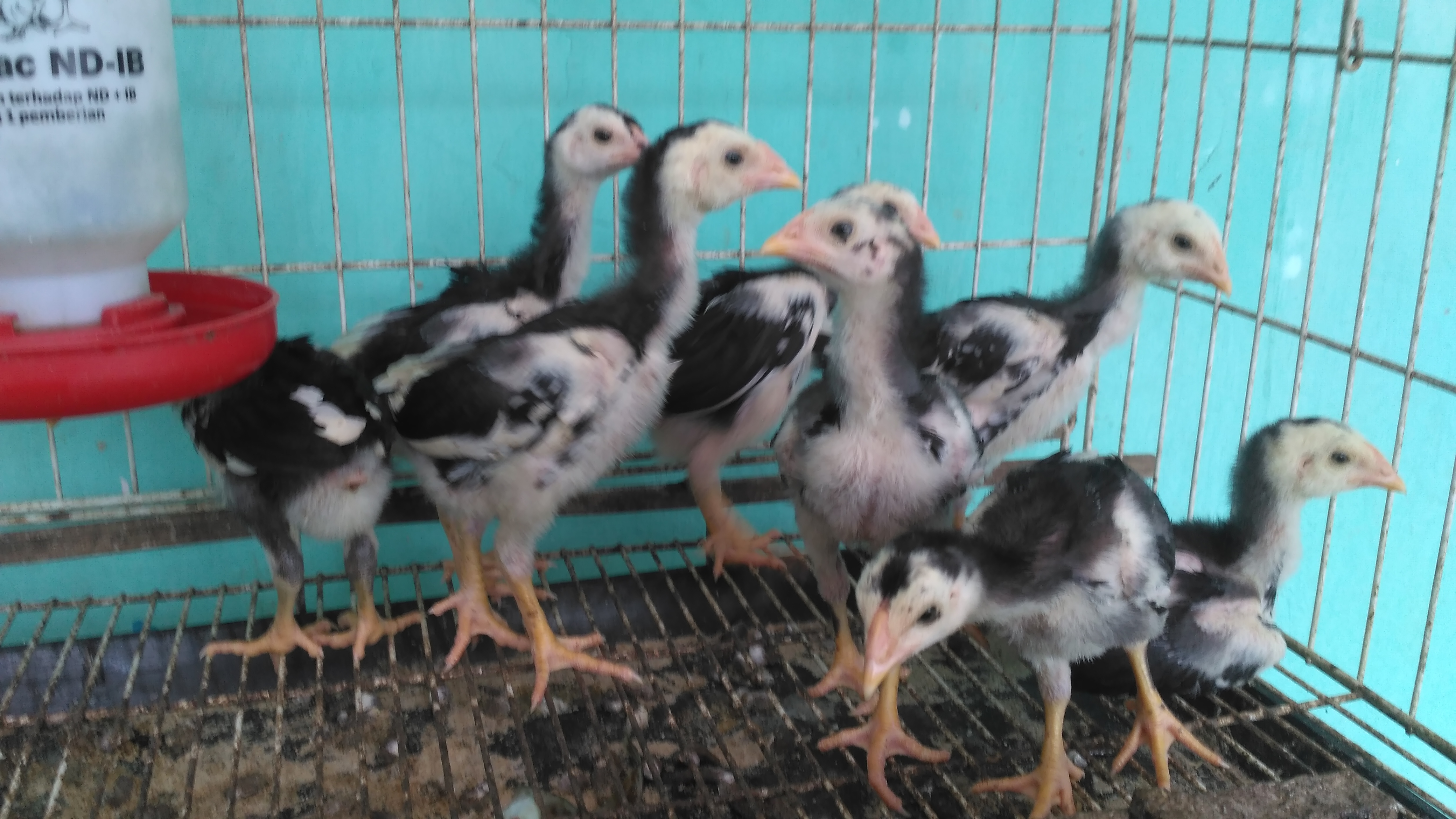 Anakan Ayam Bangkok Super Umur 1 Bulan