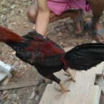 Ayam Aduan Super Teknik Cakut Gancang