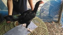 Ayam Betina Indukan Koytrad (Pakoy Bangkok) Full Brakot Brutal Pukul Badan