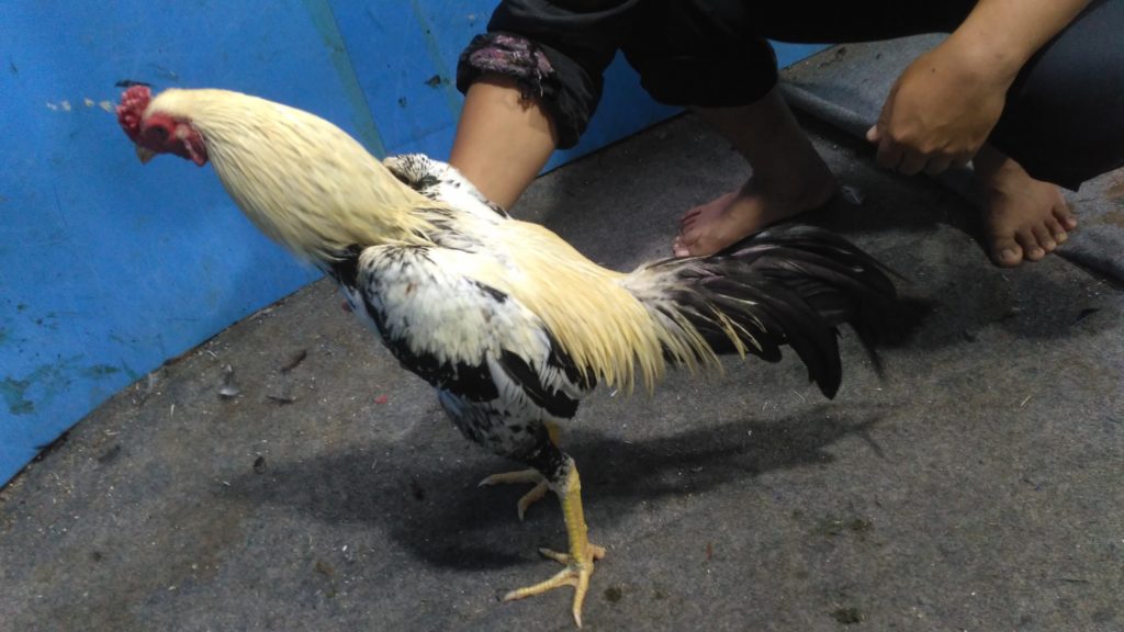 Ayam Bangkok Jalak Putih