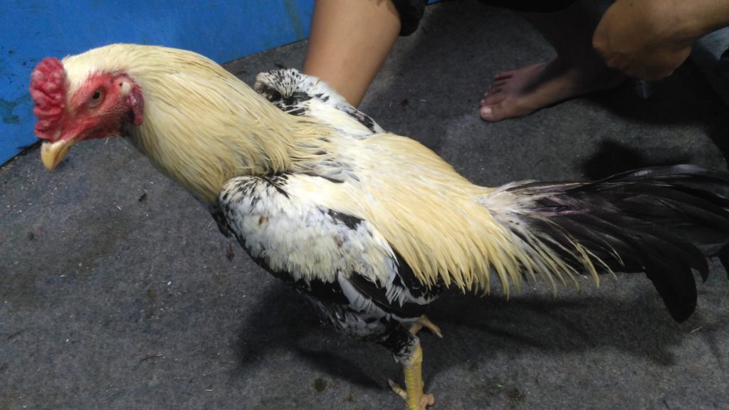 Ayam Bangkok Pama Super Jalu