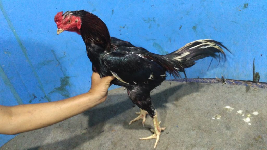 Ayam Bangkok Pukul Mati Super Istimewa