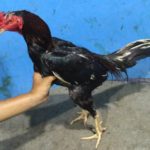 Ayam Bangkok Pukul Mati Super Istimewa