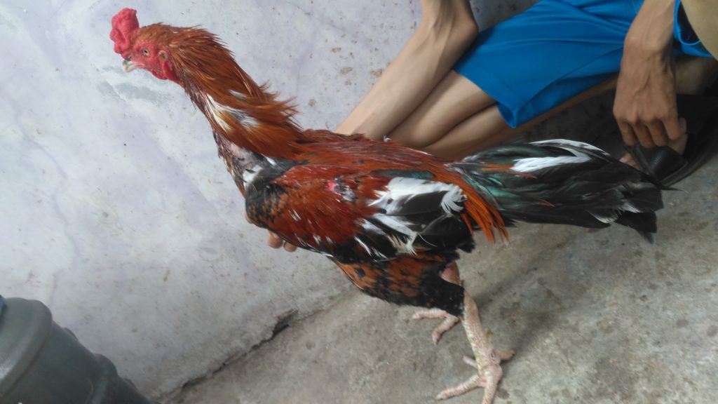 Ayam Bangkok Super Pembunuh