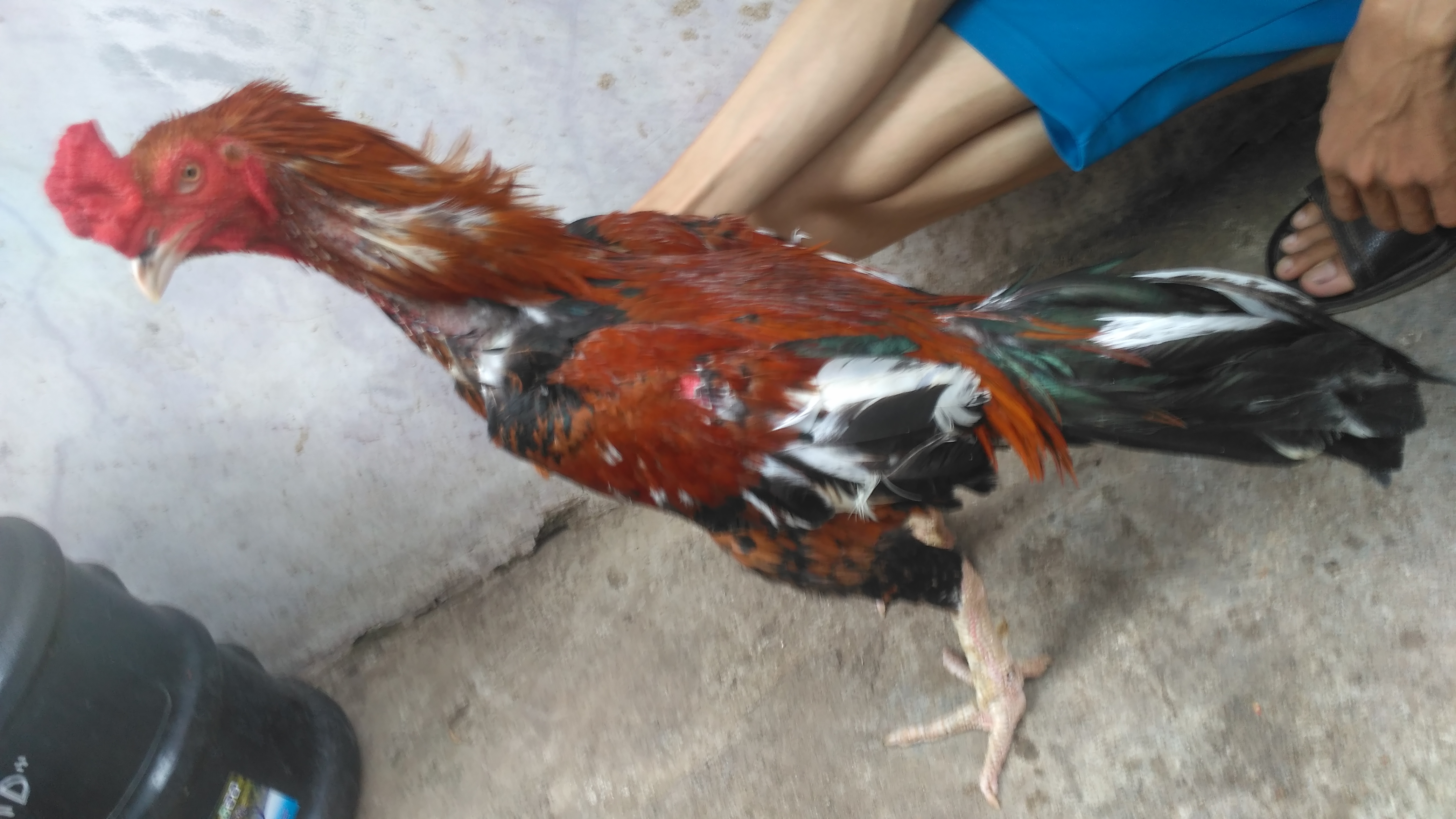 Ayam Bangkok Trah Menangan