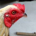 Bentuk Mata dan Paruh Ayam Cakut