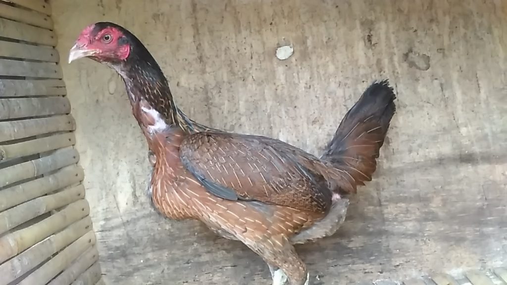Betina Indukan Ayam Mangon Ori Super Cakut Pukul Saraf