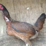 Betina Indukan Ayam Mangon Ori Super Cakut Pukul Saraf