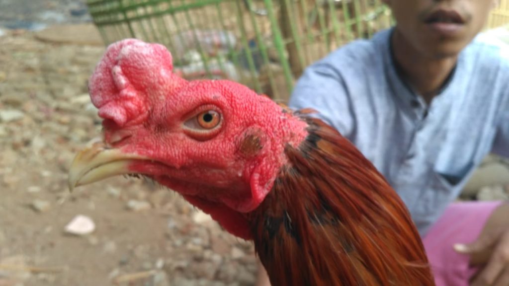 Model Kepala Ayam Bangkok Cakut dan Super Teknik