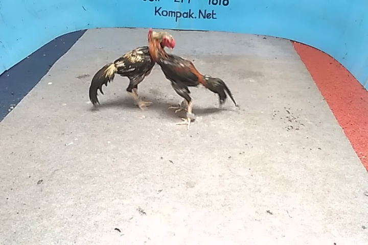 Teknik Gaya Tarung Ayam Bangkok