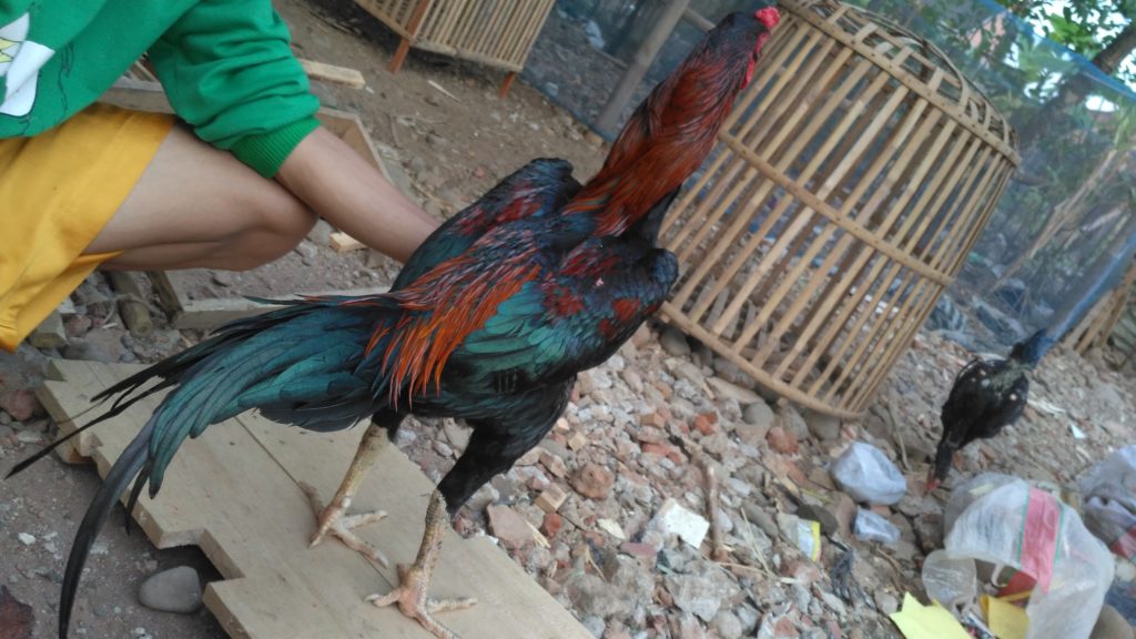 Ayam Bangkok Menangan