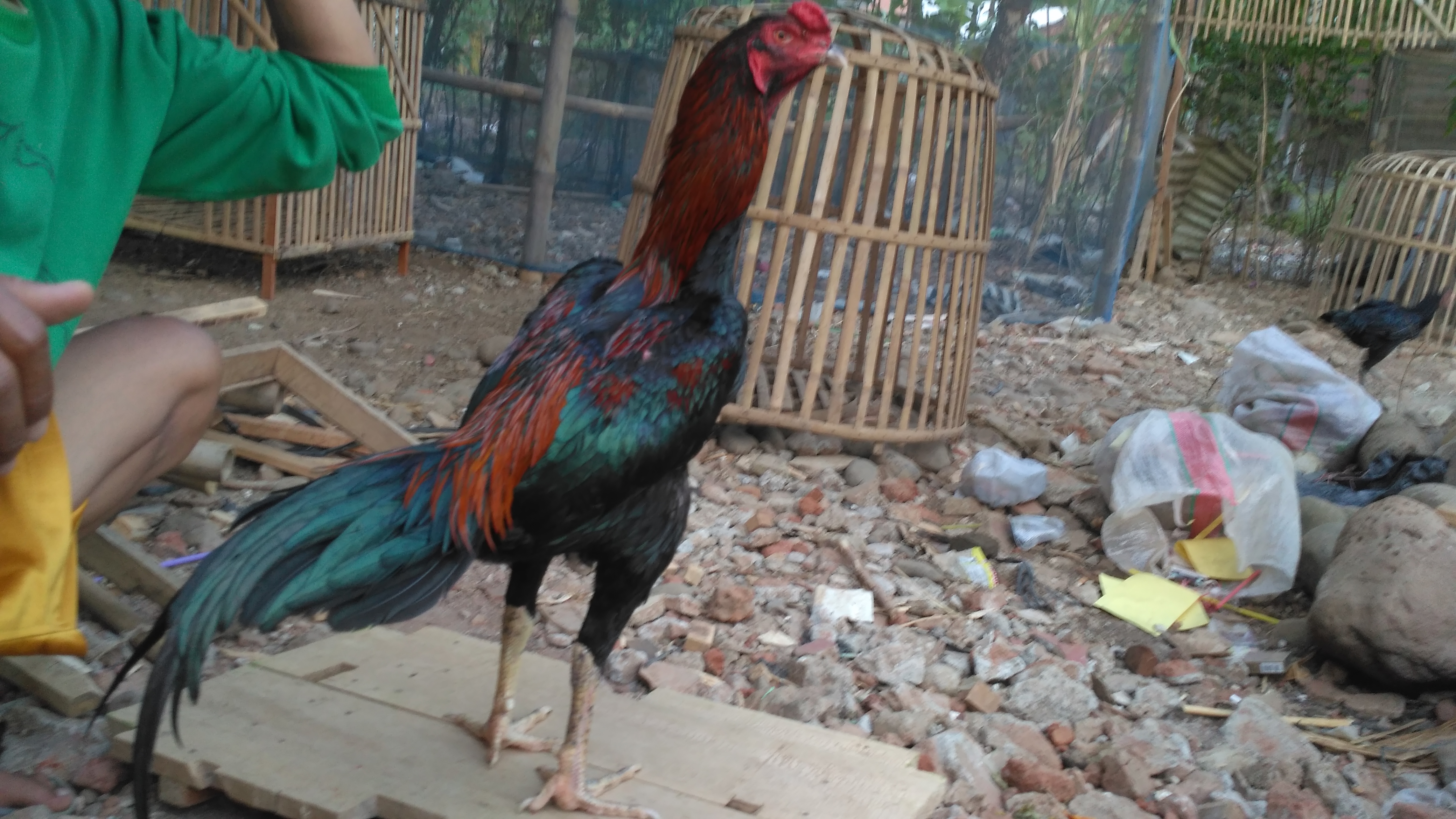 Ayam Bangkok Pakhoy Super Pukul Mati