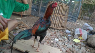 Ayam Bangkok Super Pukul K.O Trah Menangan