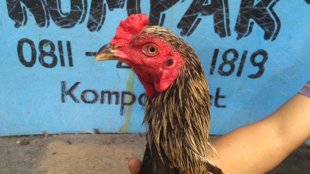 Cara Mengobati Kurap Buras Ayam Aduan
