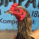 Cara Mengobati Kurap Buras Ayam Aduan