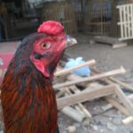 Ciri Ciri Cenger Wajah Kepala Ayam Bangkok Super Pukul Cakut