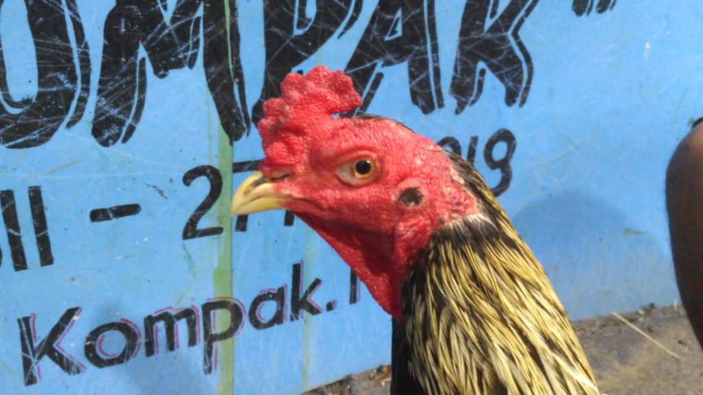 Jual Ayam Bangkok Super Jalu Pukul Mati