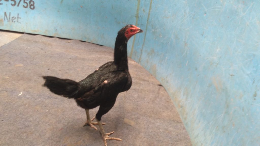 Jual Betina Indukan Ayam Birma Silang Birkok Pukul Keras