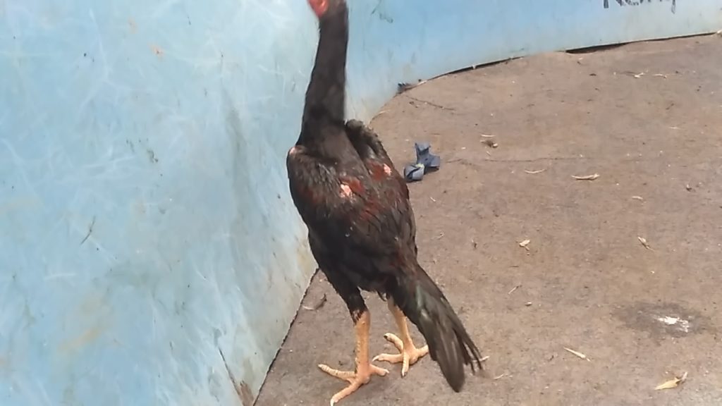 Jual Anakan Ayam Bangkok Super Umur 4 Bulan