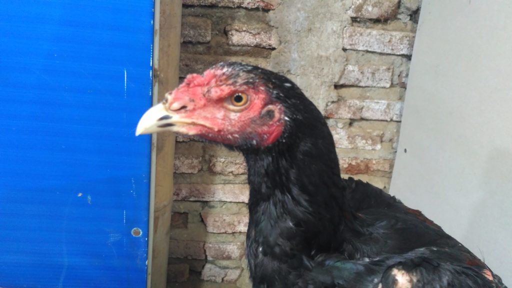 Jual Anakan Ayam Bangkok Super Umur 4 Bulan