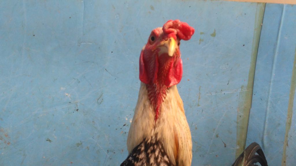 Jual Ayam Mangon Lancuran 7 Bulan Bakat Super Jalu