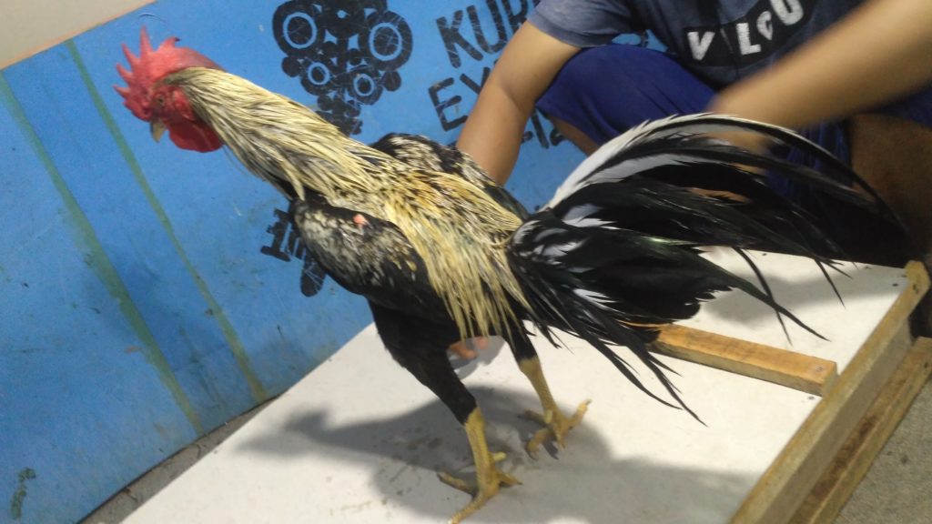 Jual Ayam Bangkok Lama Super Cakut Pukul Jalu