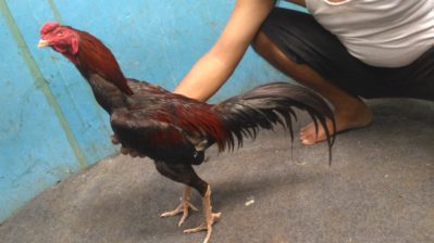 Jual Lancuran Ayam Bangkok Teknik Pukul Jalu