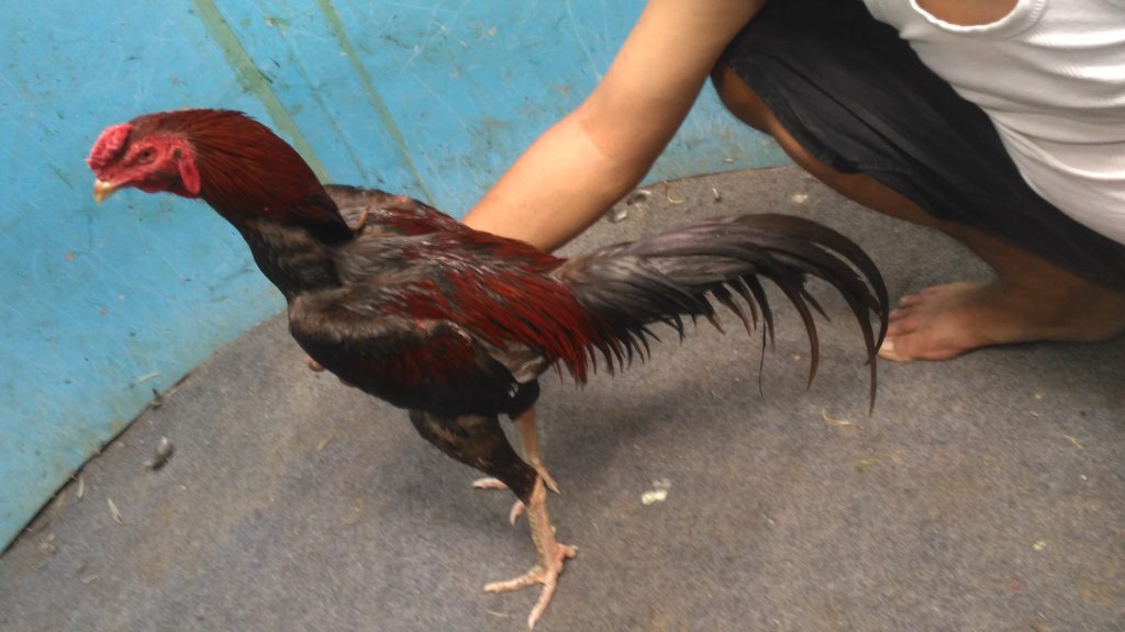 Jual Lancuran Ayam Bangkok Teknik Pukul Jalu