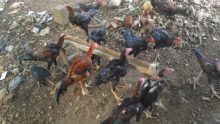 Jual Ayam Bangkok Lancuran Umur 4 5 6 Bulan