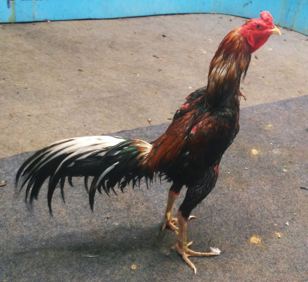 Ayam Bangkok Super Jalu Pukul Mati