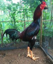 Tips dan Cara Agar Anakan Ayam Bangkok Tumbuh Besar Tulangan Kuat Sampai Ukuran 7 Hingga 8