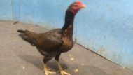 Jual Ayam Bangkok Betina Super Cetak Pukul Berat