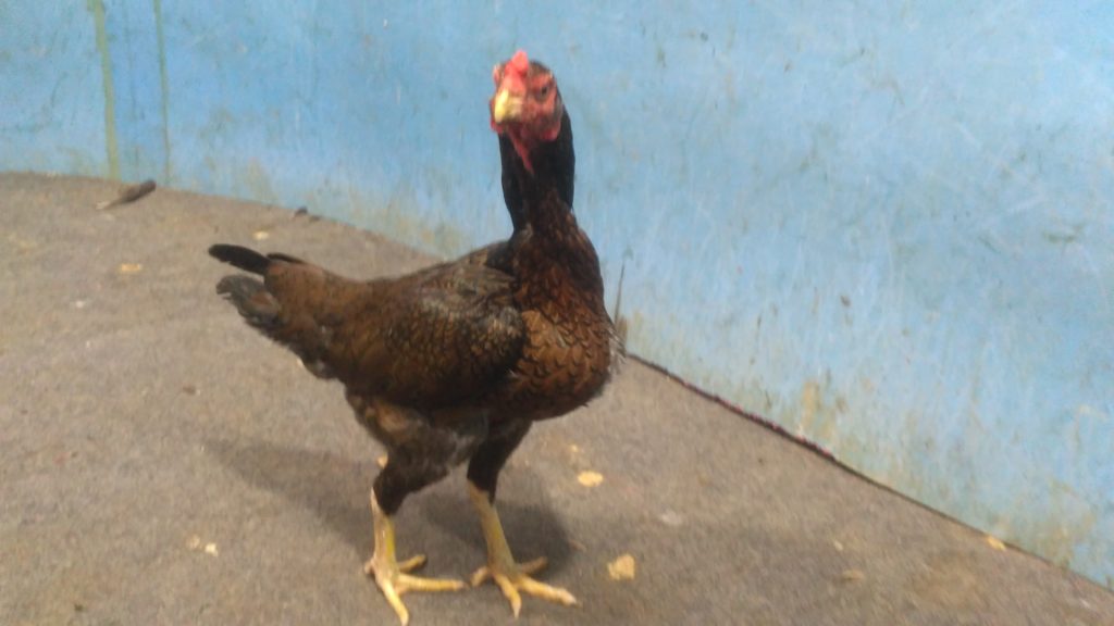 Ayam Betina Bangkok Super Pukul Saraf