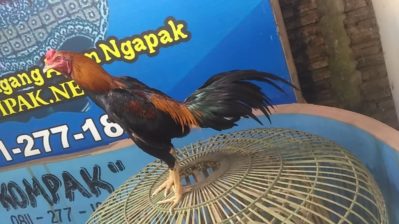 Ayam Bangkok Super Pukul Badan Wiring Kuning