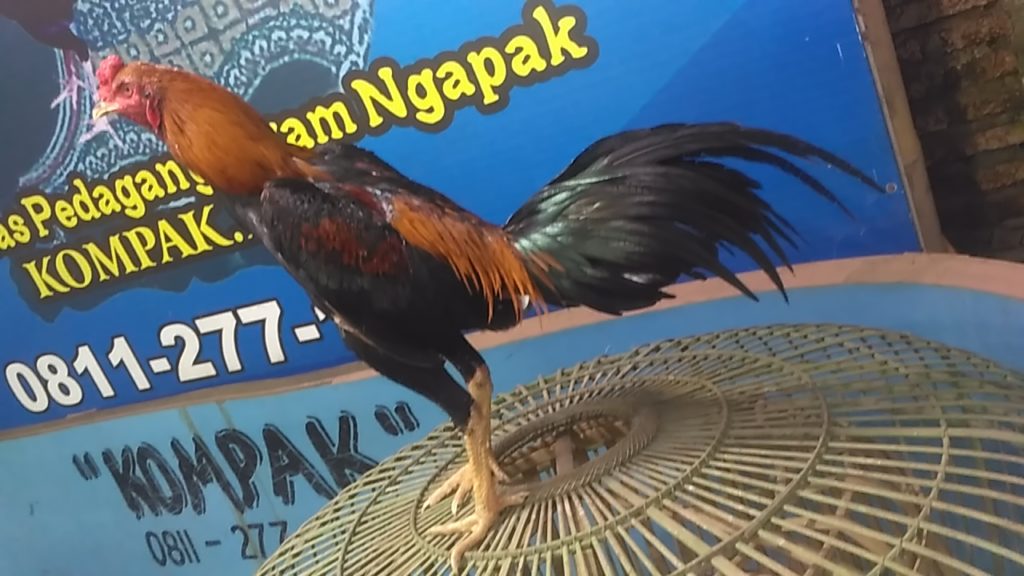 Ayam Bangkok Super Pukul Badan