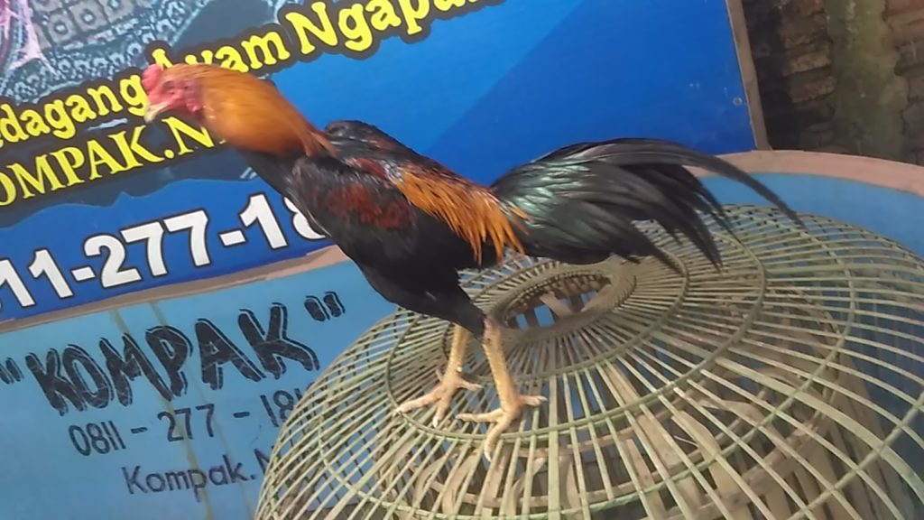 Ayam Bangkok Super Pukul Badan