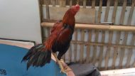 Ayam Bangkok Super Teknik Lock Kanan Kiri Gulung Pukul