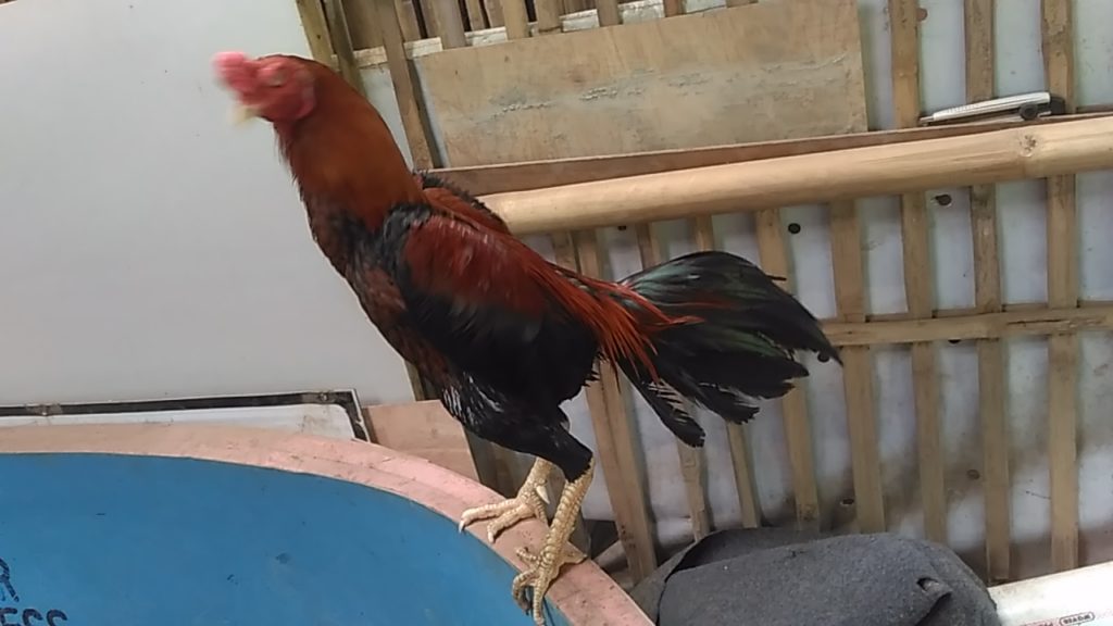 Ayam Bangkok Super Pukul Mati