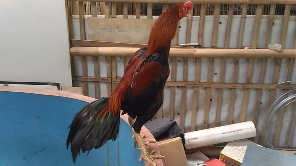 Ayam Bangkok Super Pukul Mati