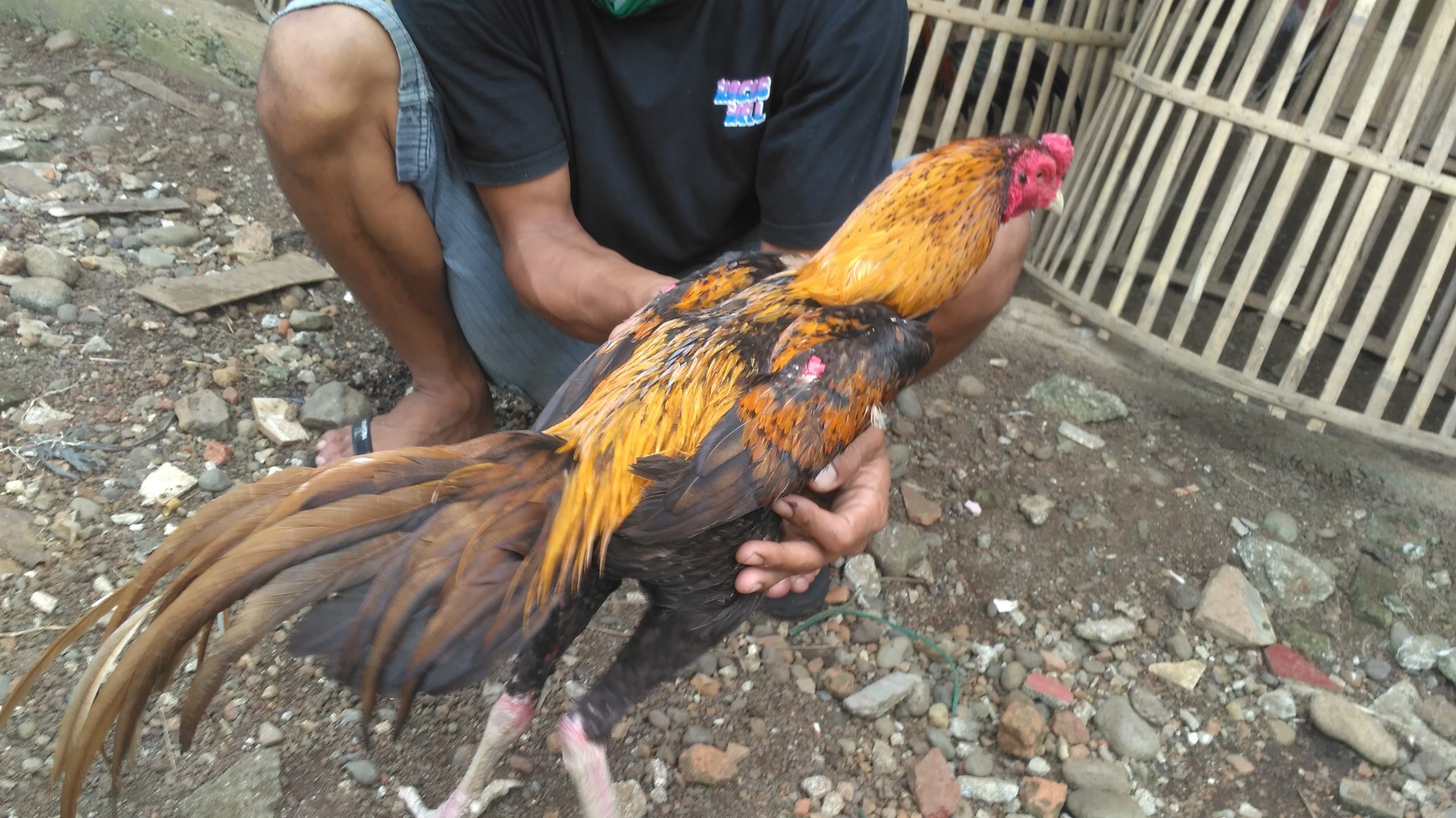 Ayam Bangkok Gondang Emas