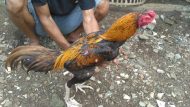 Jual Ayam Bangkok Ukuran 7 Juara Tipe Kontrol Aktif Pukul BOM