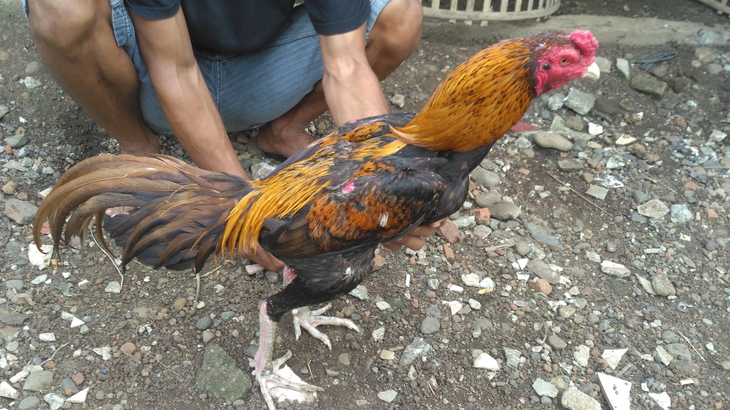 Ayam Bangkok Tipe Kontrol Pukul Jiling